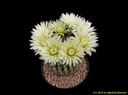 Gymnocalycium schroederianum 171